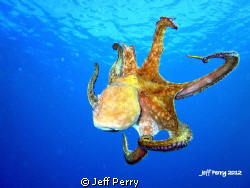 Octopus while diving one of my favorite spots in Puerto R... by Jeff Perry 